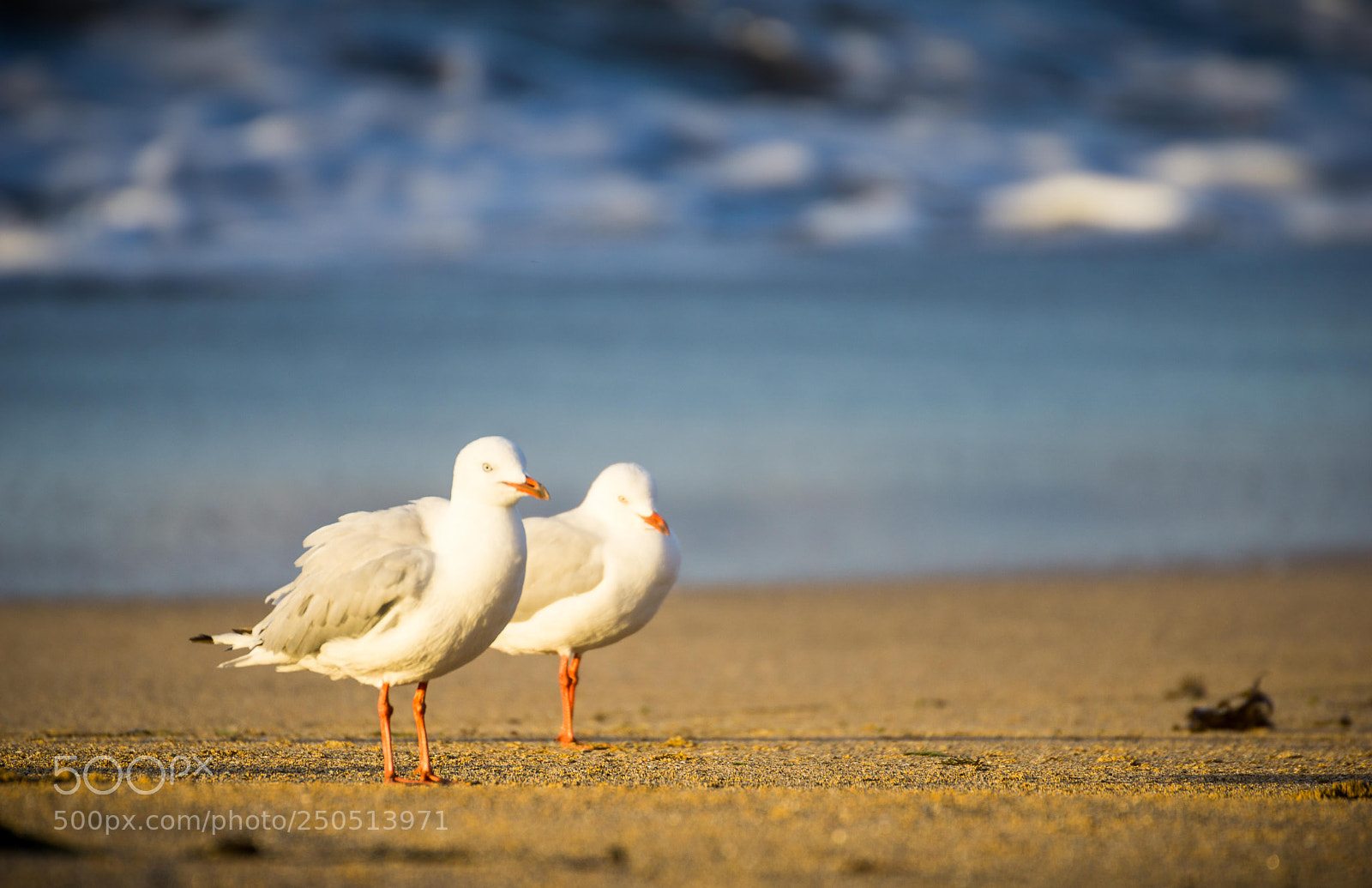 Sony a6000 sample photo. Seagulls, australia photography