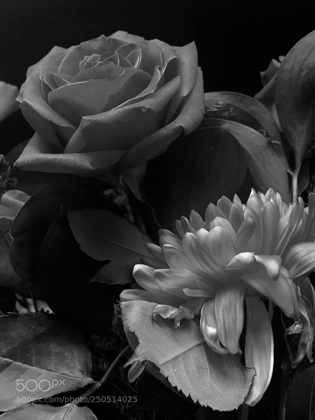 Apple iPhone 7 Plus sample photo. Untitled photography