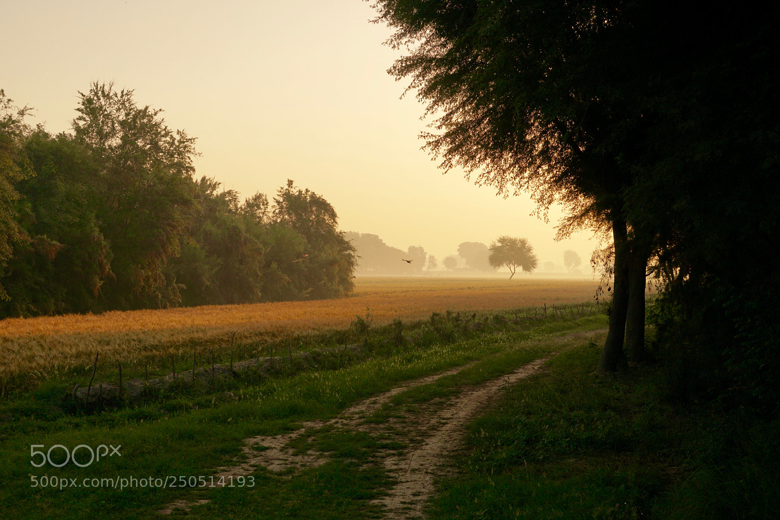 Sony a6300 sample photo. Bhagoo photography