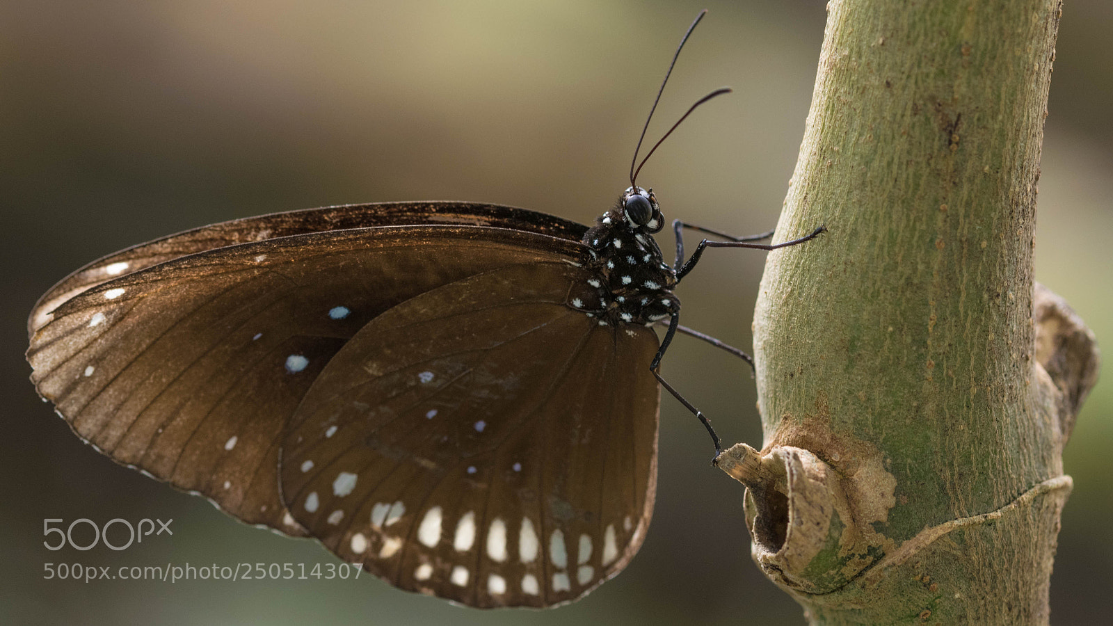 Nikon D5300 sample photo. Euploea core photography