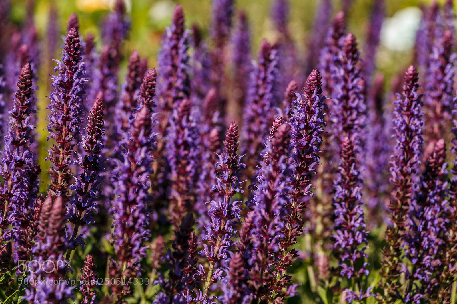 Canon EOS 70D sample photo. Violet photography