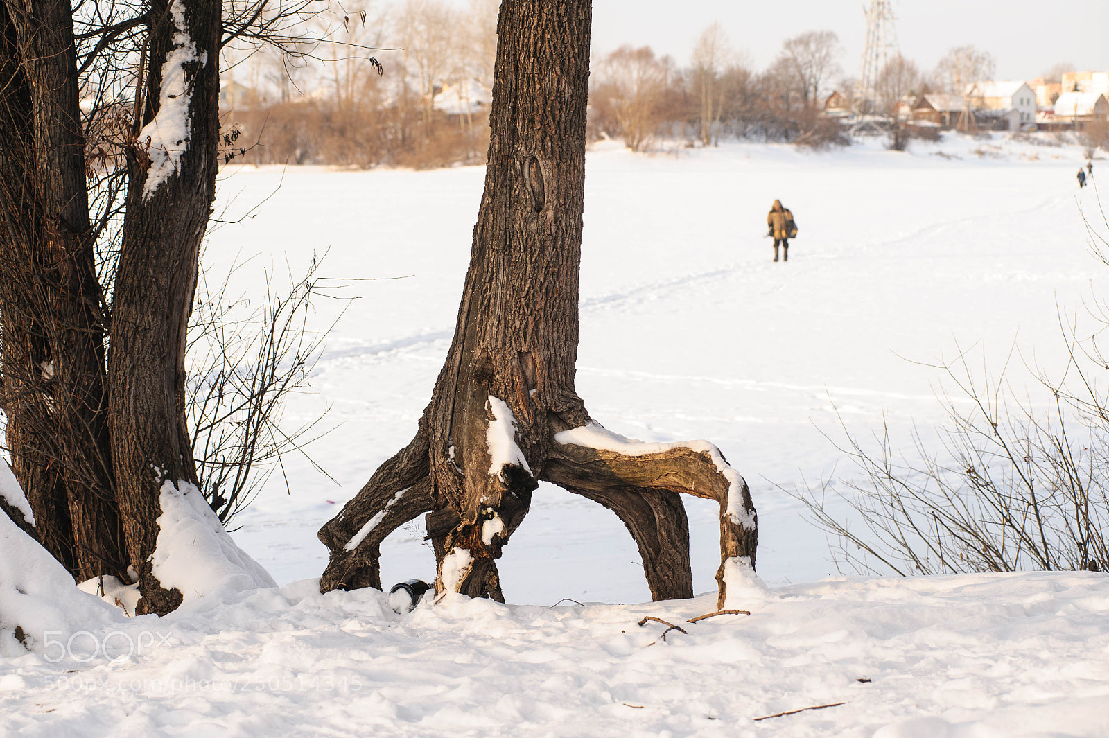 Nikon D700 sample photo. Бегущее дерево photography