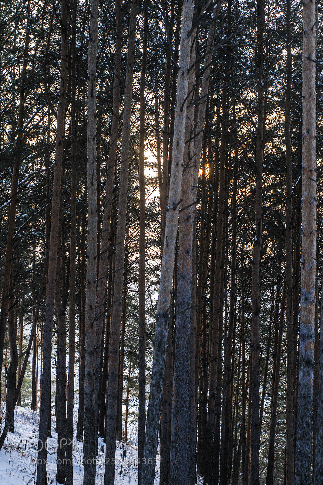Nikon D700 sample photo. Сосны photography