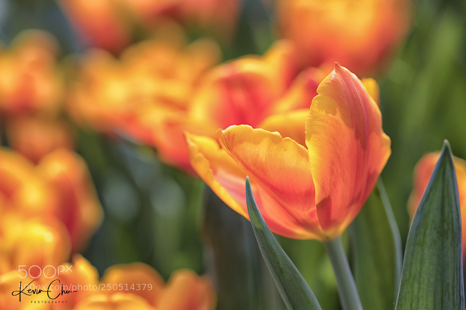 Canon EOS 5D Mark IV sample photo. A nice day with photography