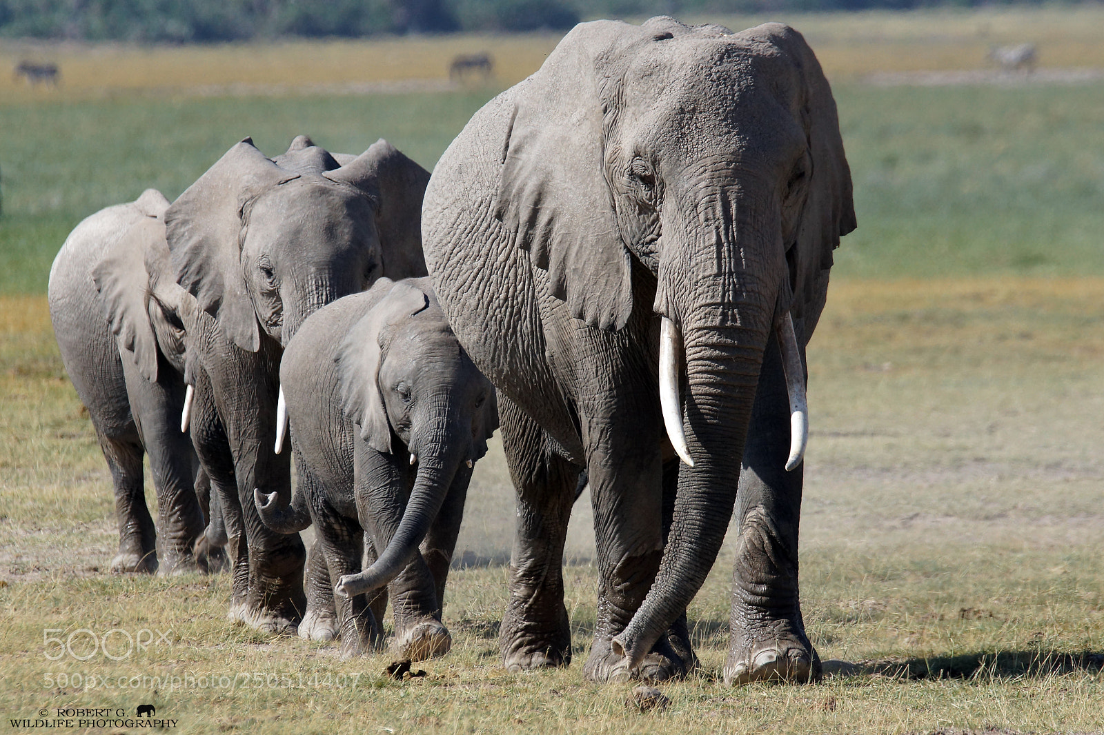 Sony SLT-A77 sample photo. Elephant walk photography