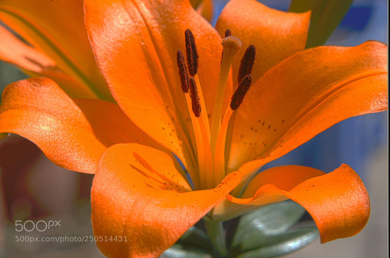 Nikon D610 sample photo. Orange lily photography