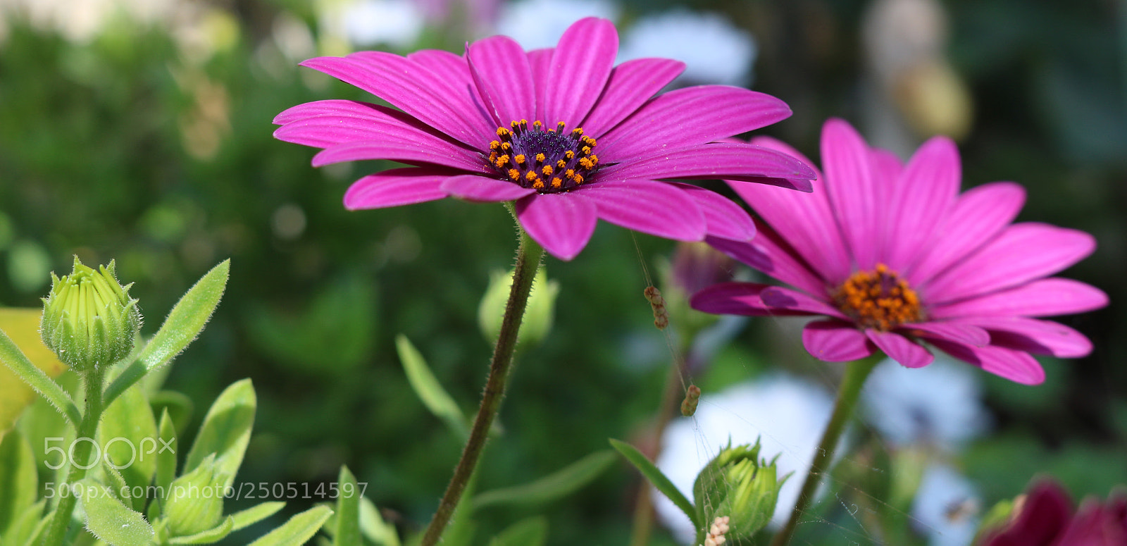 Canon EOS 750D (EOS Rebel T6i / EOS Kiss X8i) sample photo. Flower in the sun :) photography
