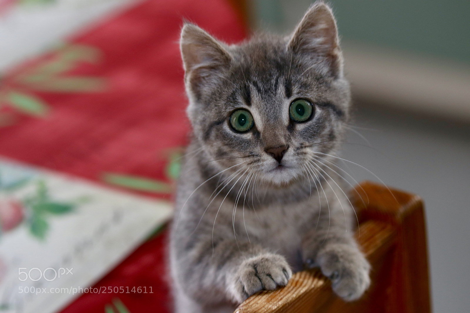 Canon EOS 80D sample photo. Kitten photography