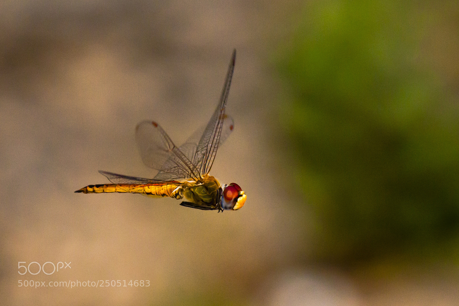 Canon EOS 450D (EOS Rebel XSi / EOS Kiss X2) sample photo. Master of flight photography