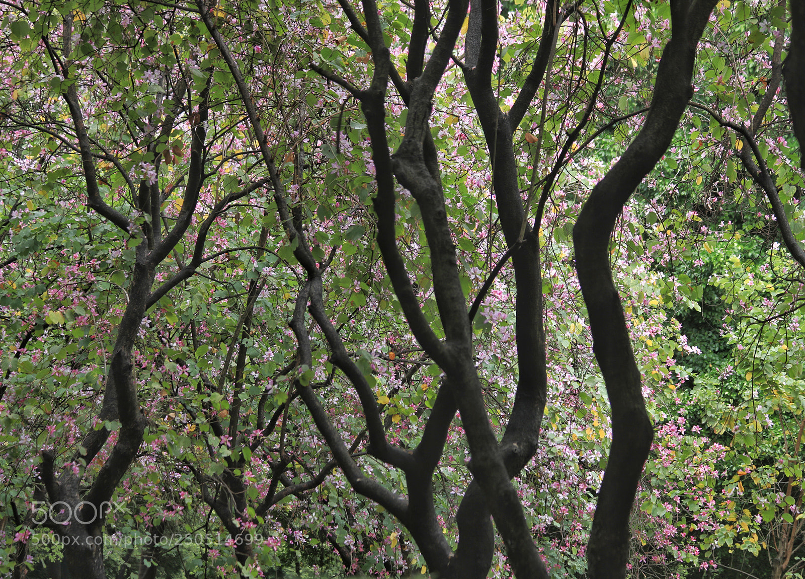 Canon EOS 5D Mark IV sample photo. Flowers photography