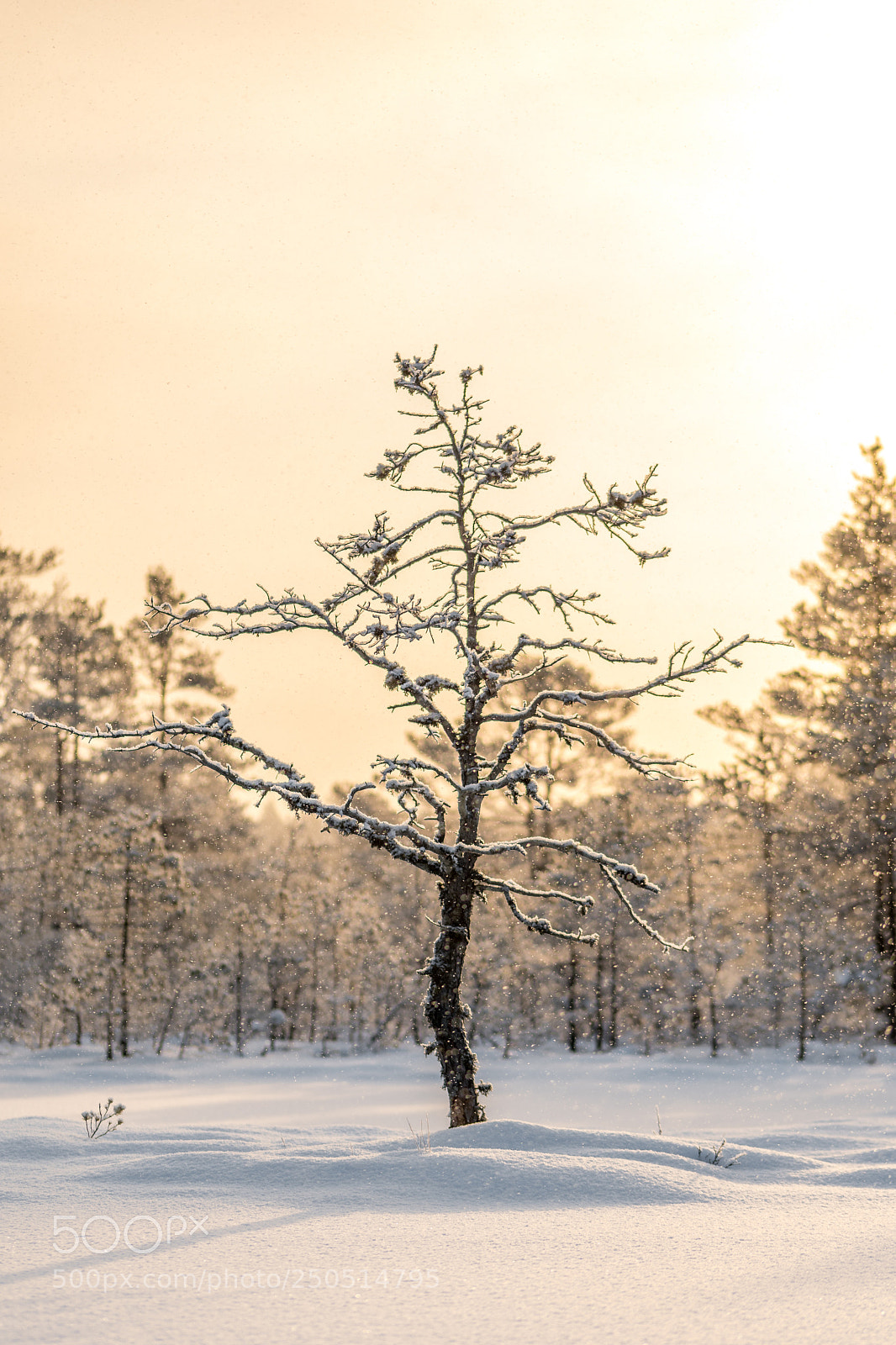 Nikon D500 sample photo. Morning winter wonderland photography