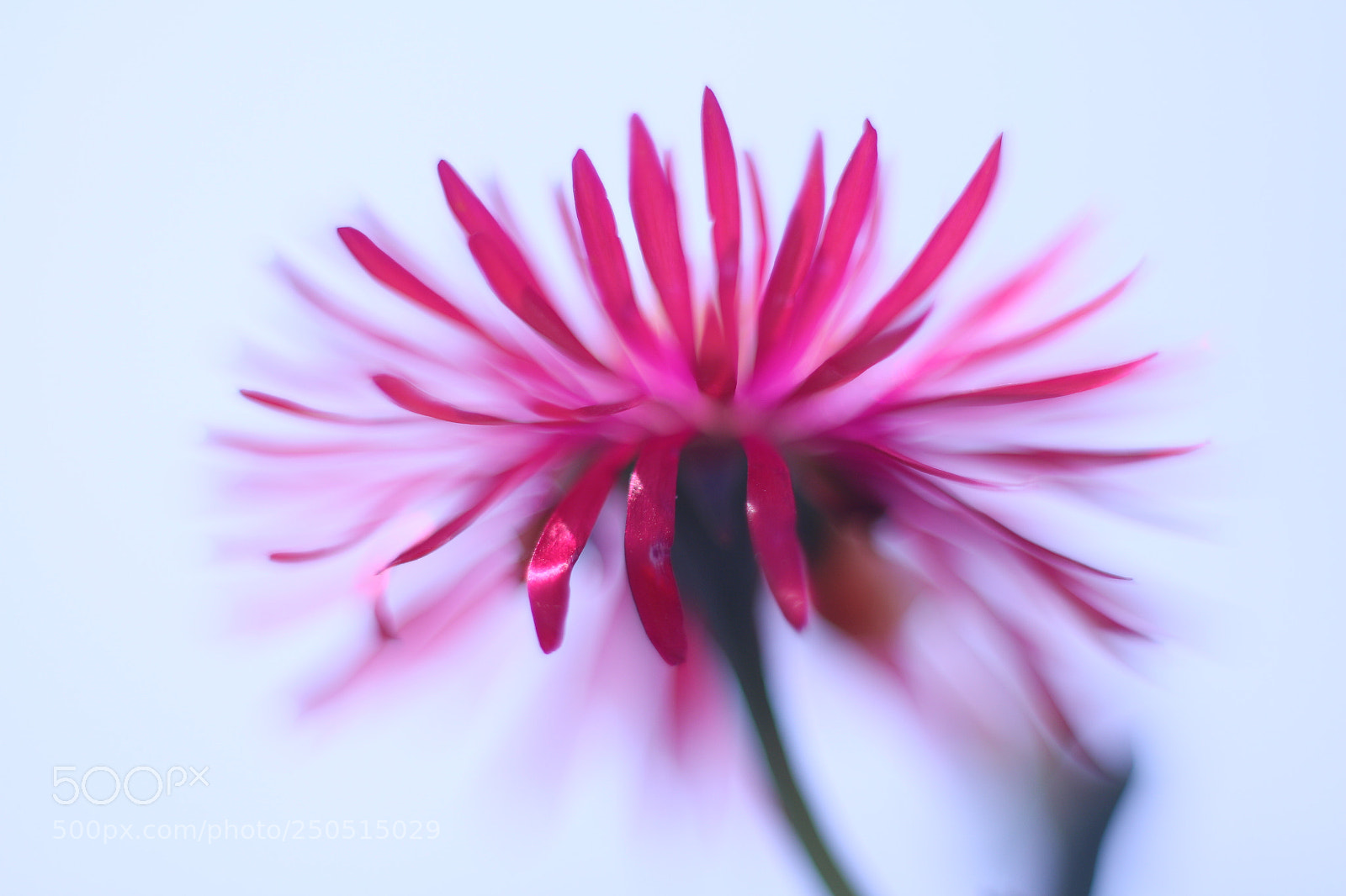 Canon EOS 70D + Canon EF 50mm F1.8 STM sample photo. Surreal photography