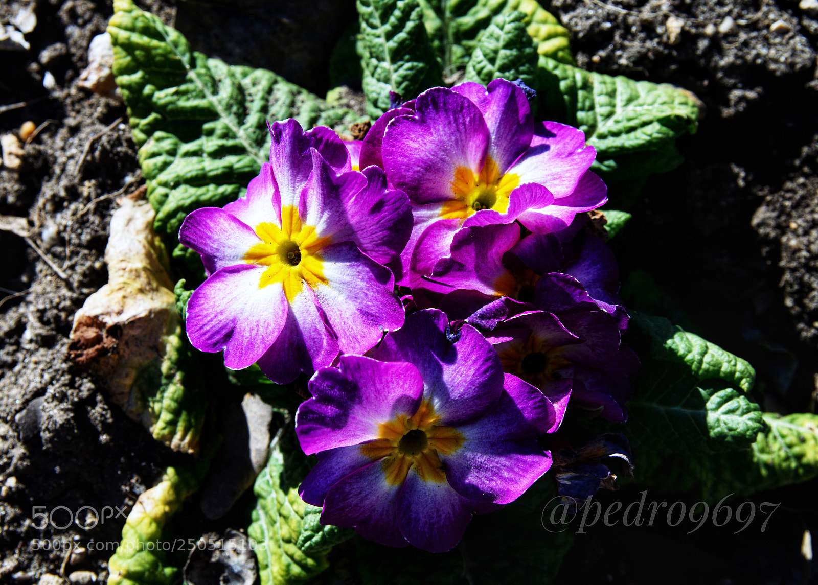 Nikon D3300 sample photo. Flores photography
