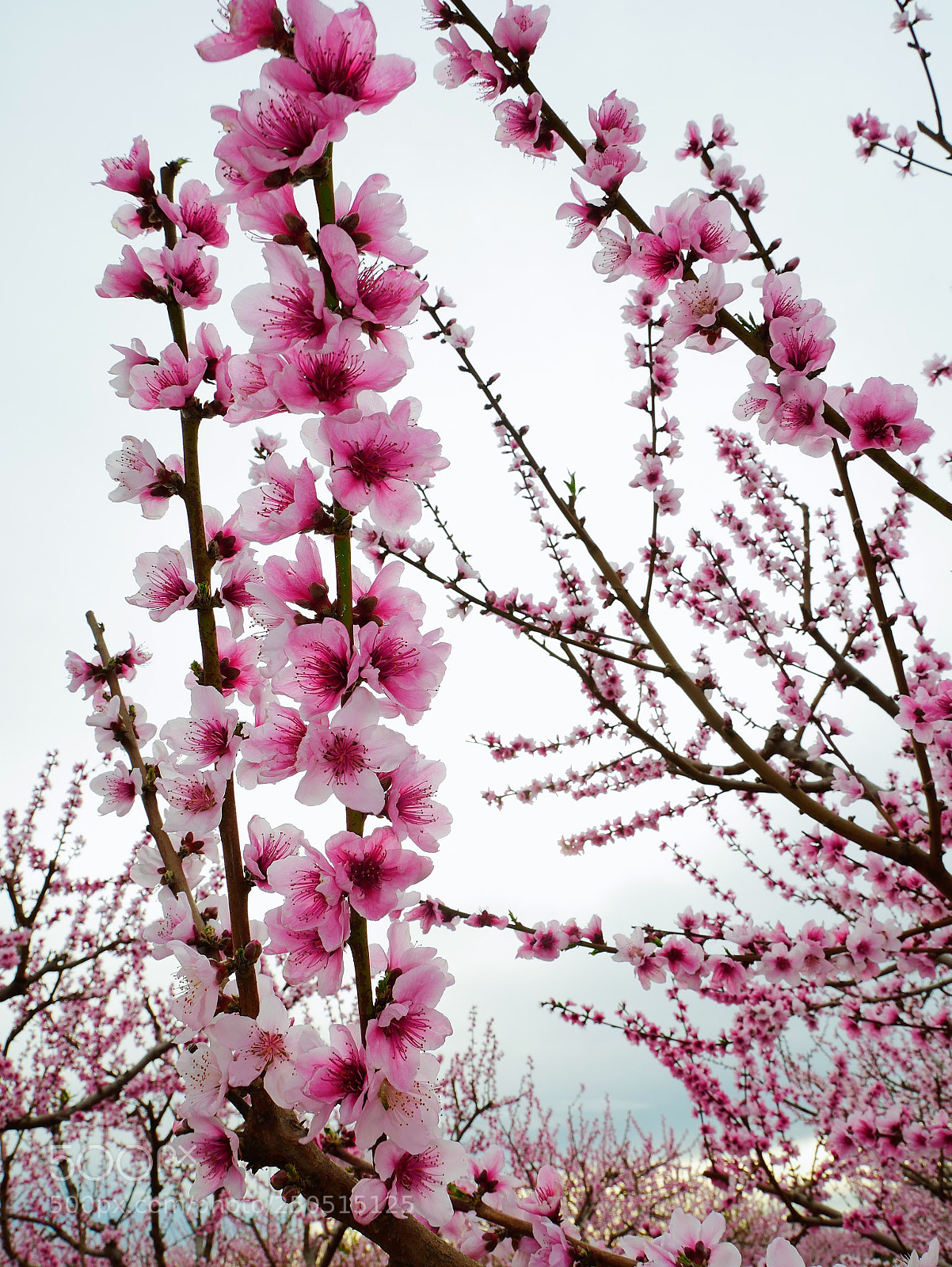 Panasonic Lumix DMC-GX85 (Lumix DMC-GX80 / Lumix DMC-GX7 Mark II) sample photo. Spring is here photography
