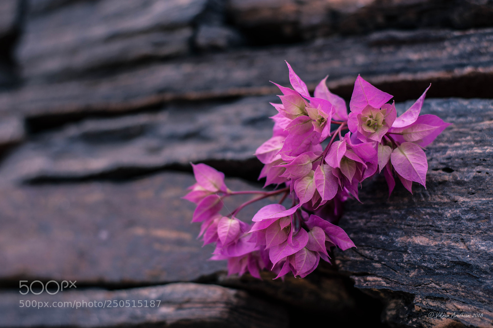 Nikon D7200 sample photo. On the rocks photography
