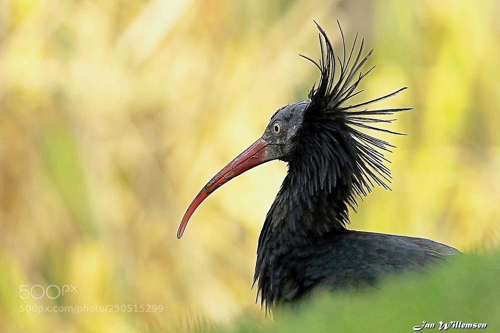 Canon EOS-1D Mark IV sample photo. Bald ibis photography