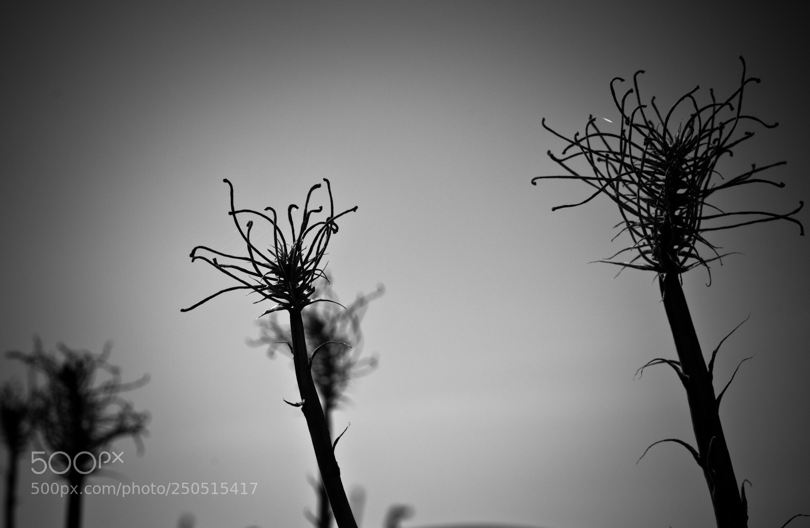 Nikon D300 sample photo. Untitled photography