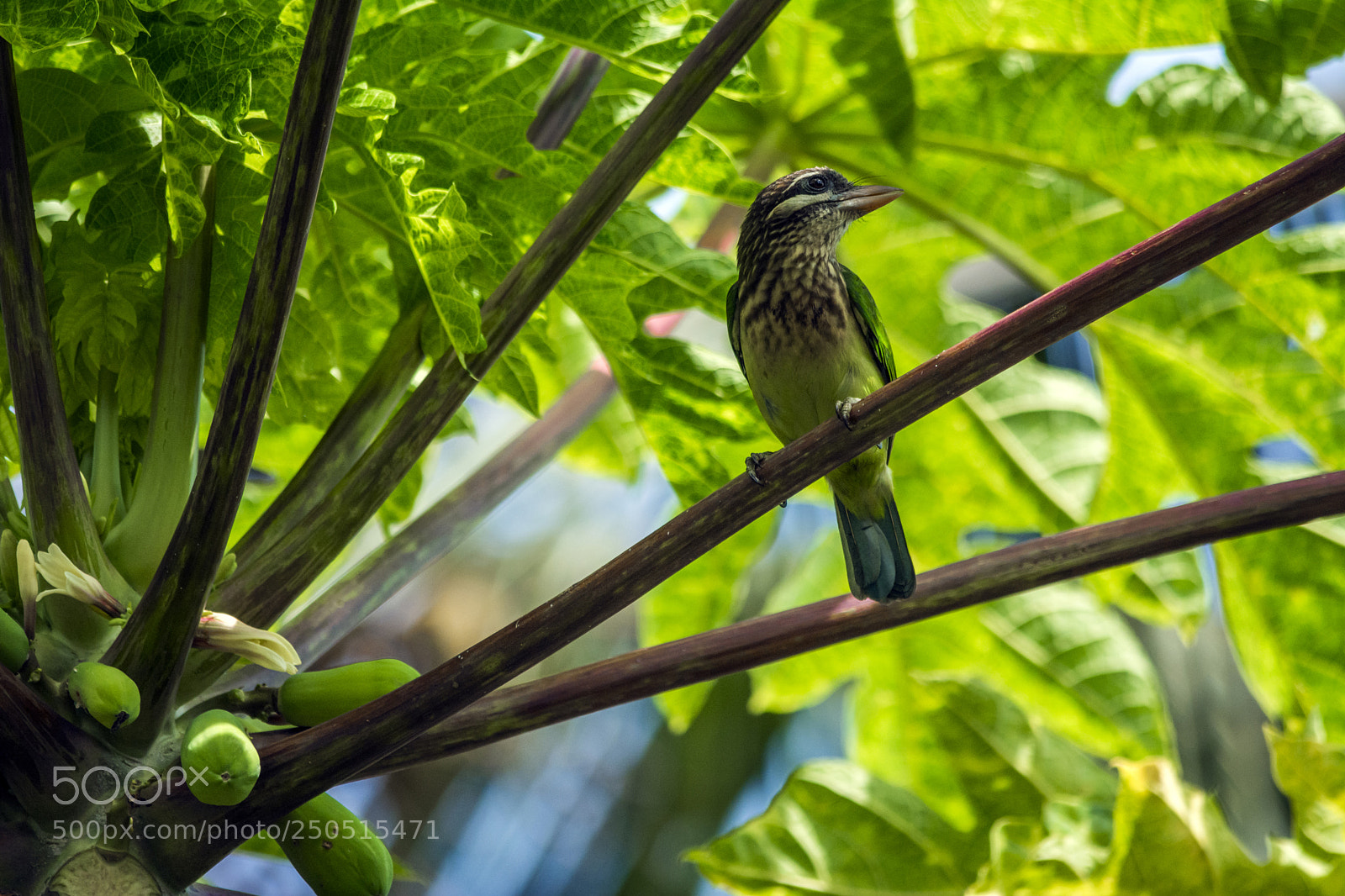 Nikon D7100 sample photo. White cheeked barbet photography