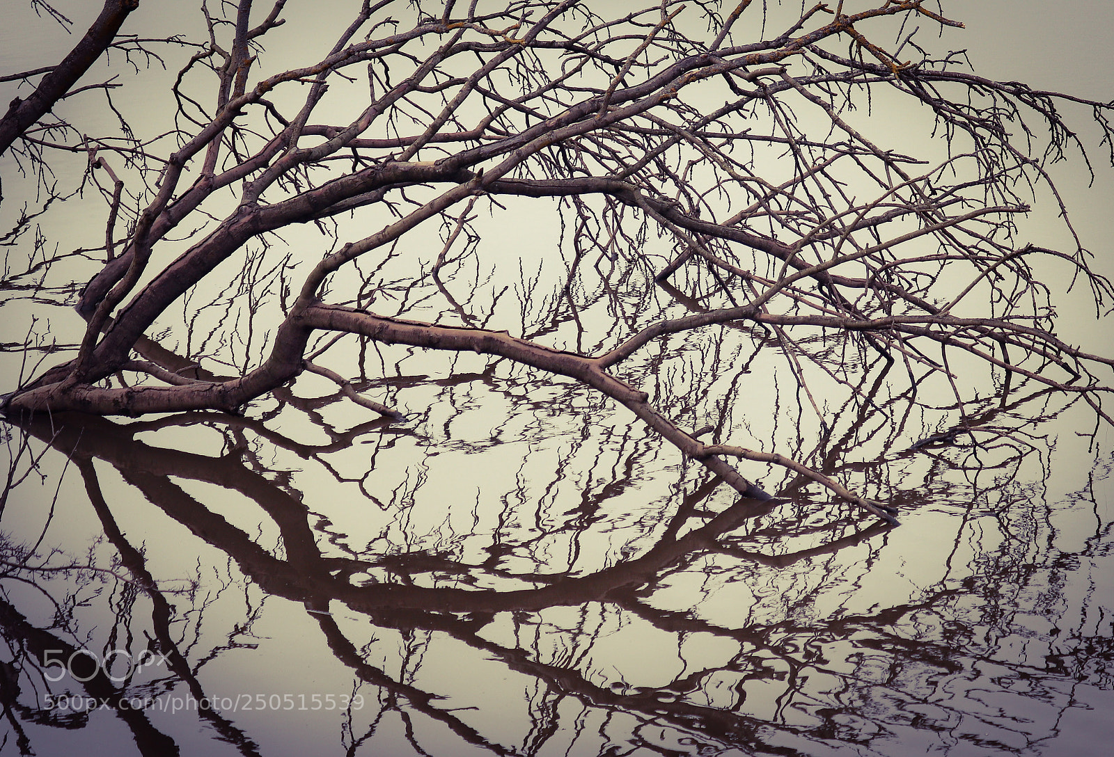 Canon EOS 200D (EOS Rebel SL2 / EOS Kiss X9) sample photo. Fallen tree photography