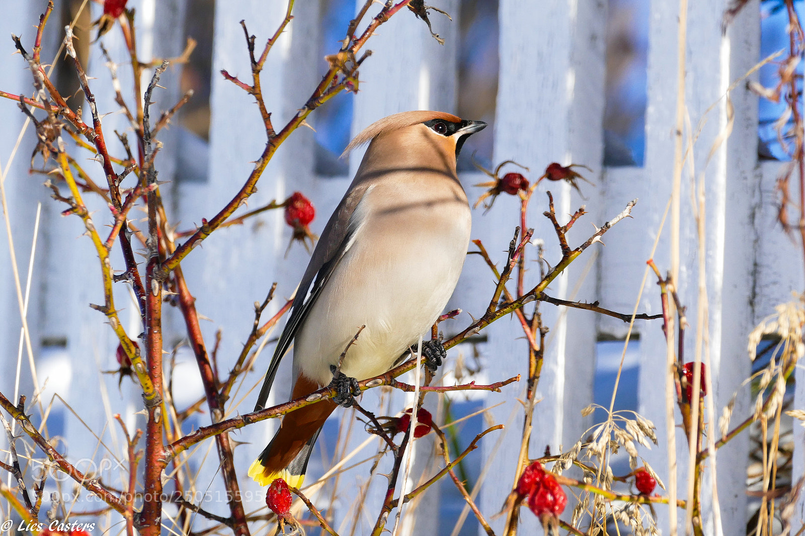 Panasonic Lumix DMC-FZ1000 sample photo. Waxwing photography