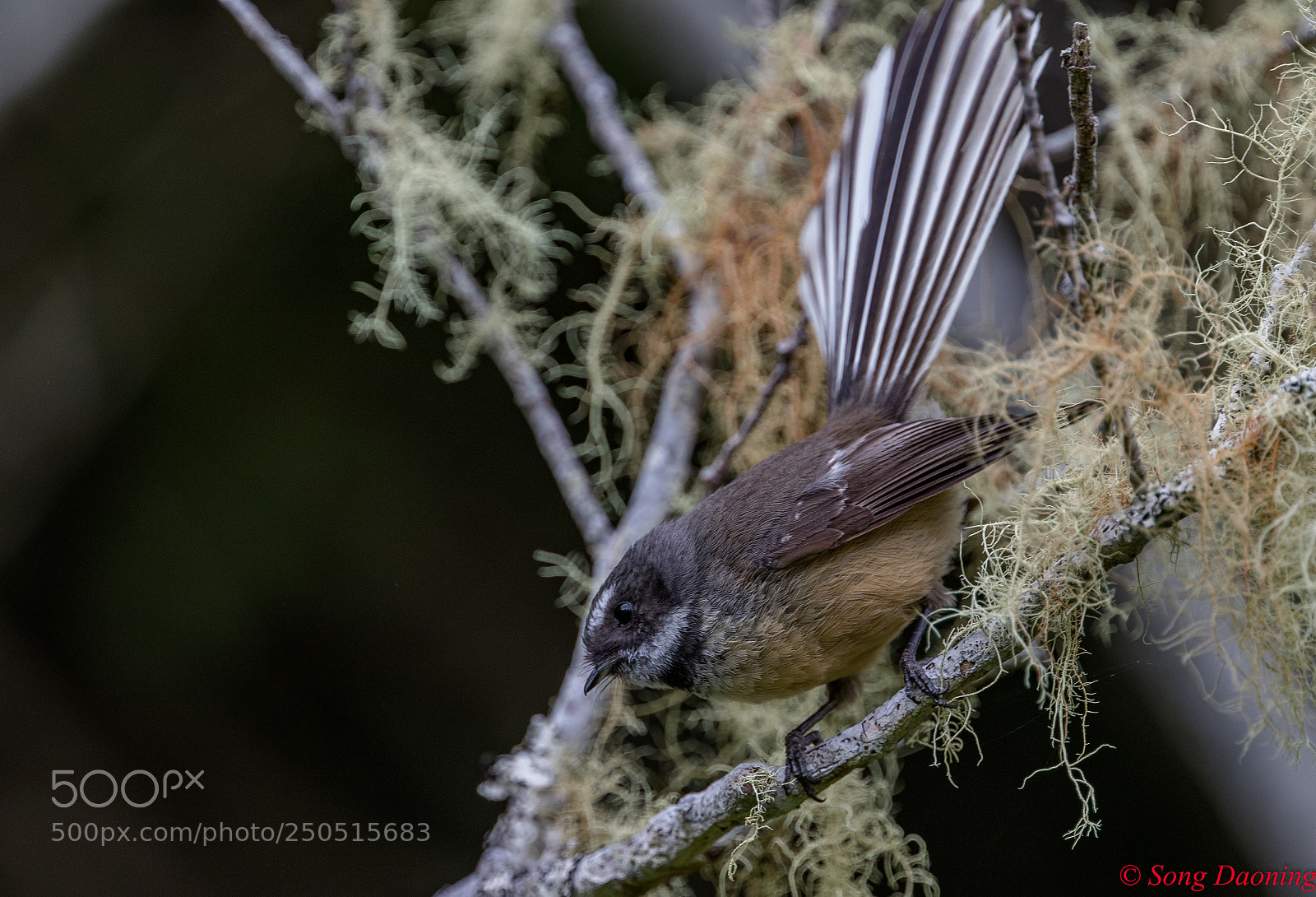 Canon EOS 7D Mark II sample photo. New zealand fantail photography