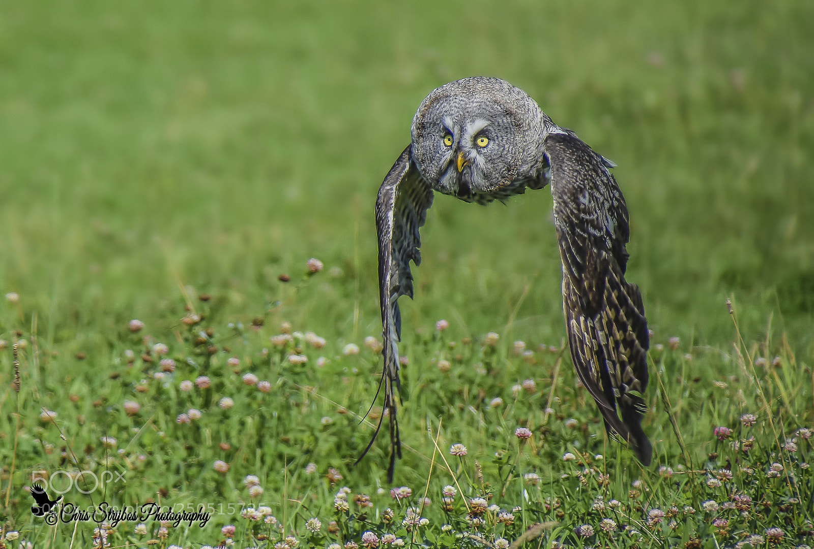 Nikon D5300 sample photo. Great grey owl photography