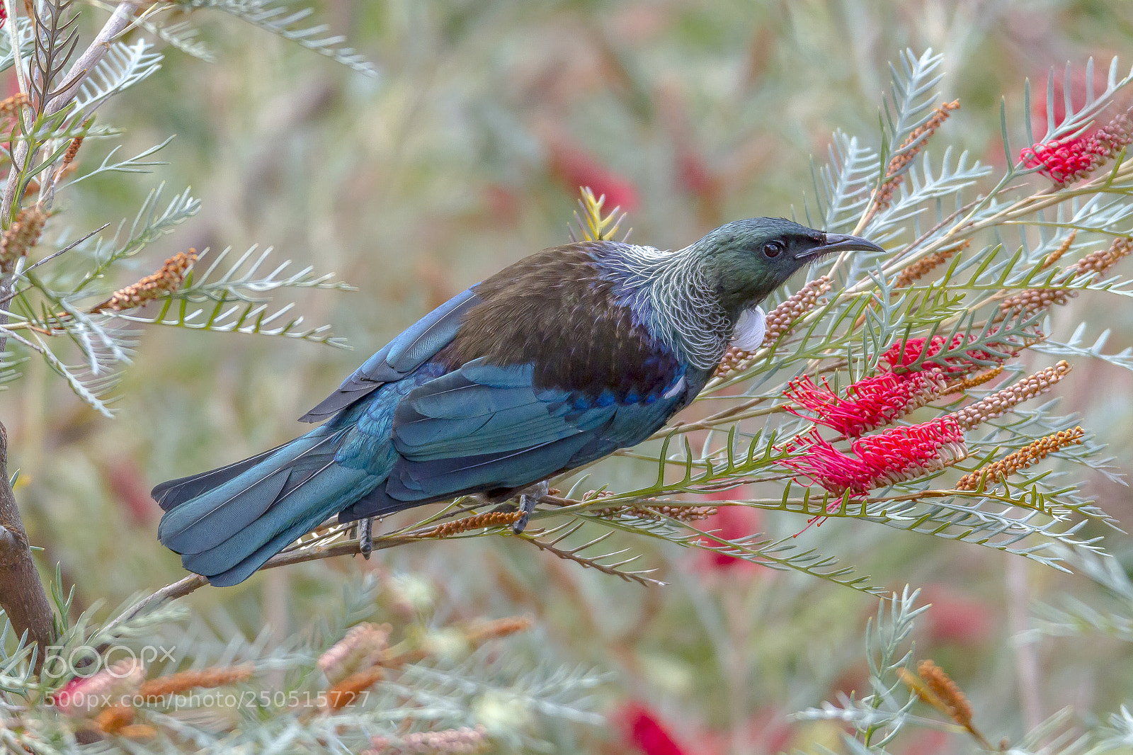 Canon EOS 7D sample photo. New zealand native tui photography