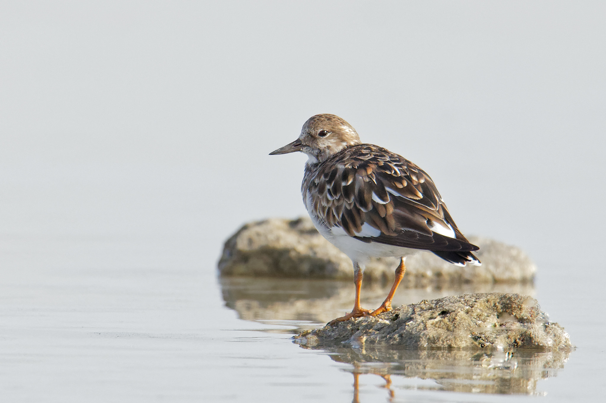 Canon EOS 5D Mark IV sample photo. Birdwatching: ruddy turnstone ii. photography