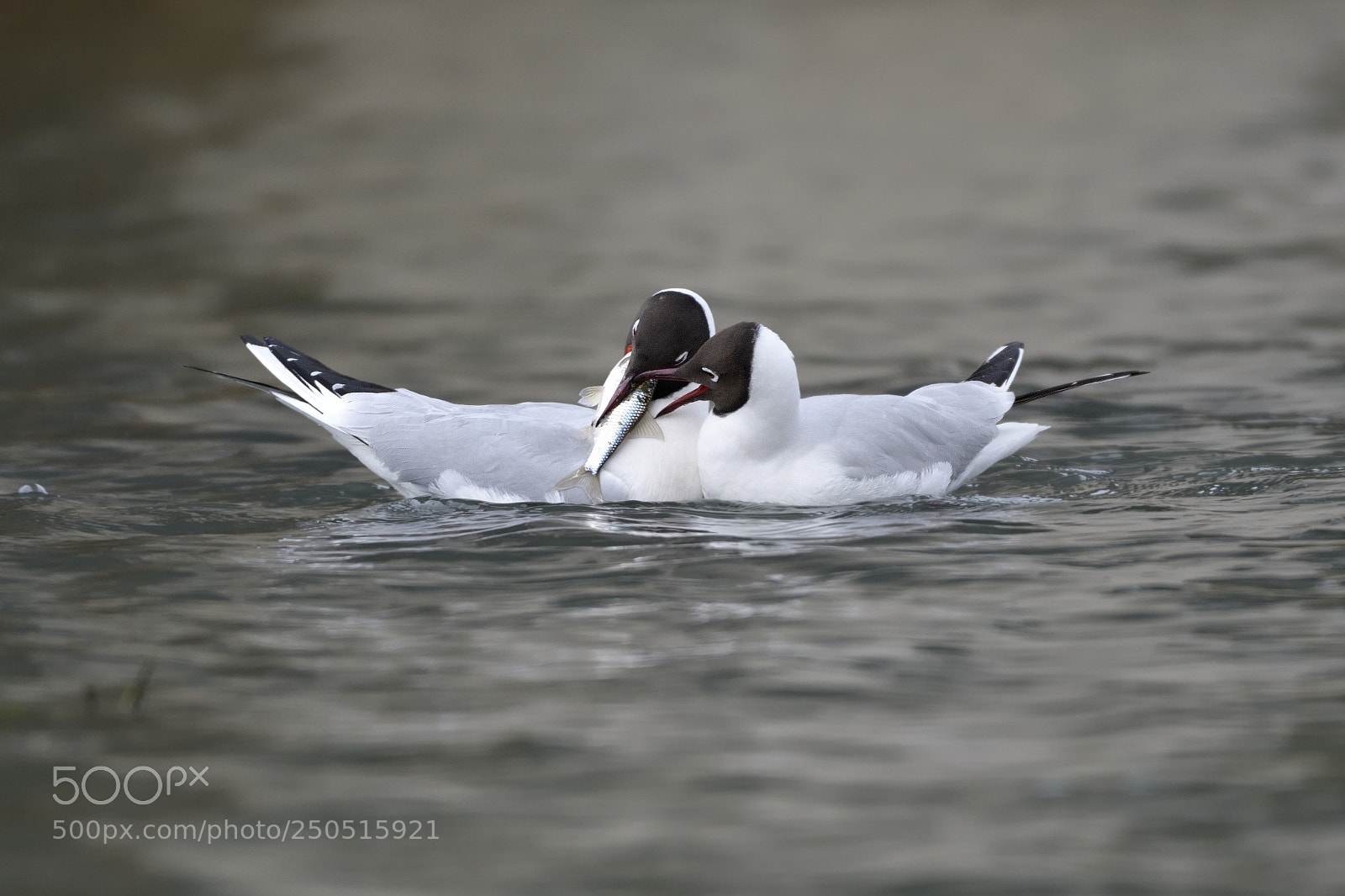 Nikon AF-S Nikkor 200-500mm F5.6E ED VR sample photo. Seagull photography
