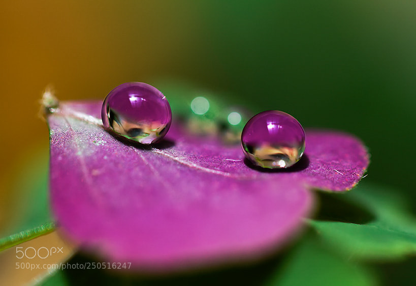Canon EOS 7D sample photo. Img photography