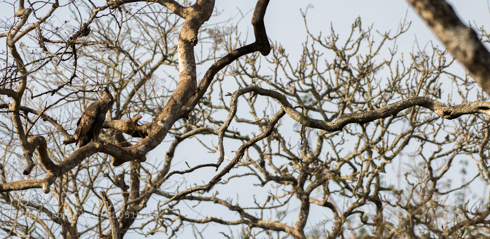 Nikon D7100 sample photo. Crested hawk eagle photography