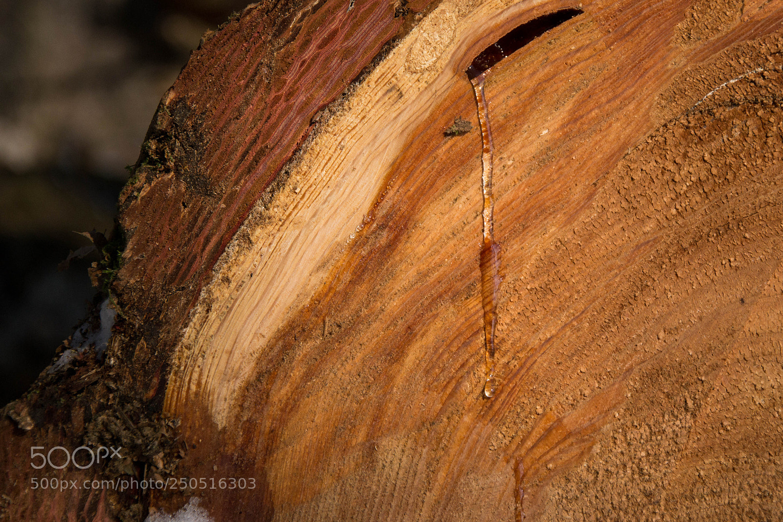 Nikon D3100 sample photo. Holz macht leben photography