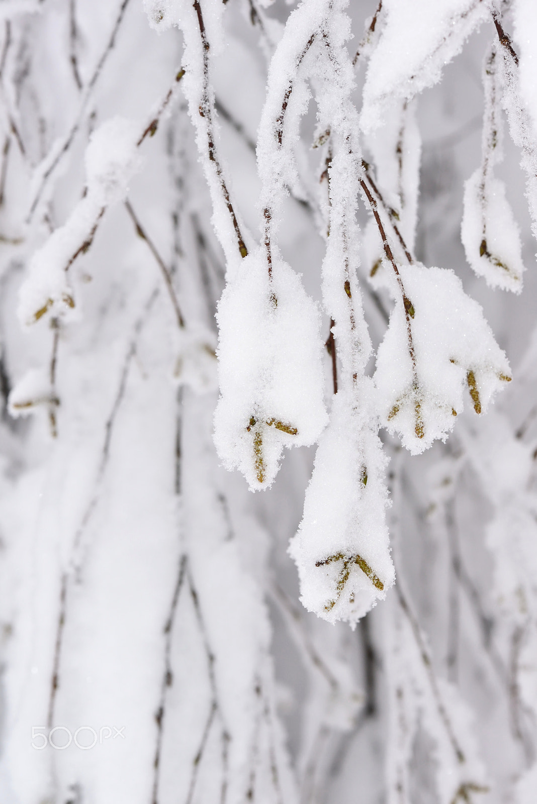 Nikon AF-S Micro-Nikkor 105mm F2.8G IF-ED VR sample photo. Birkenzweige photography