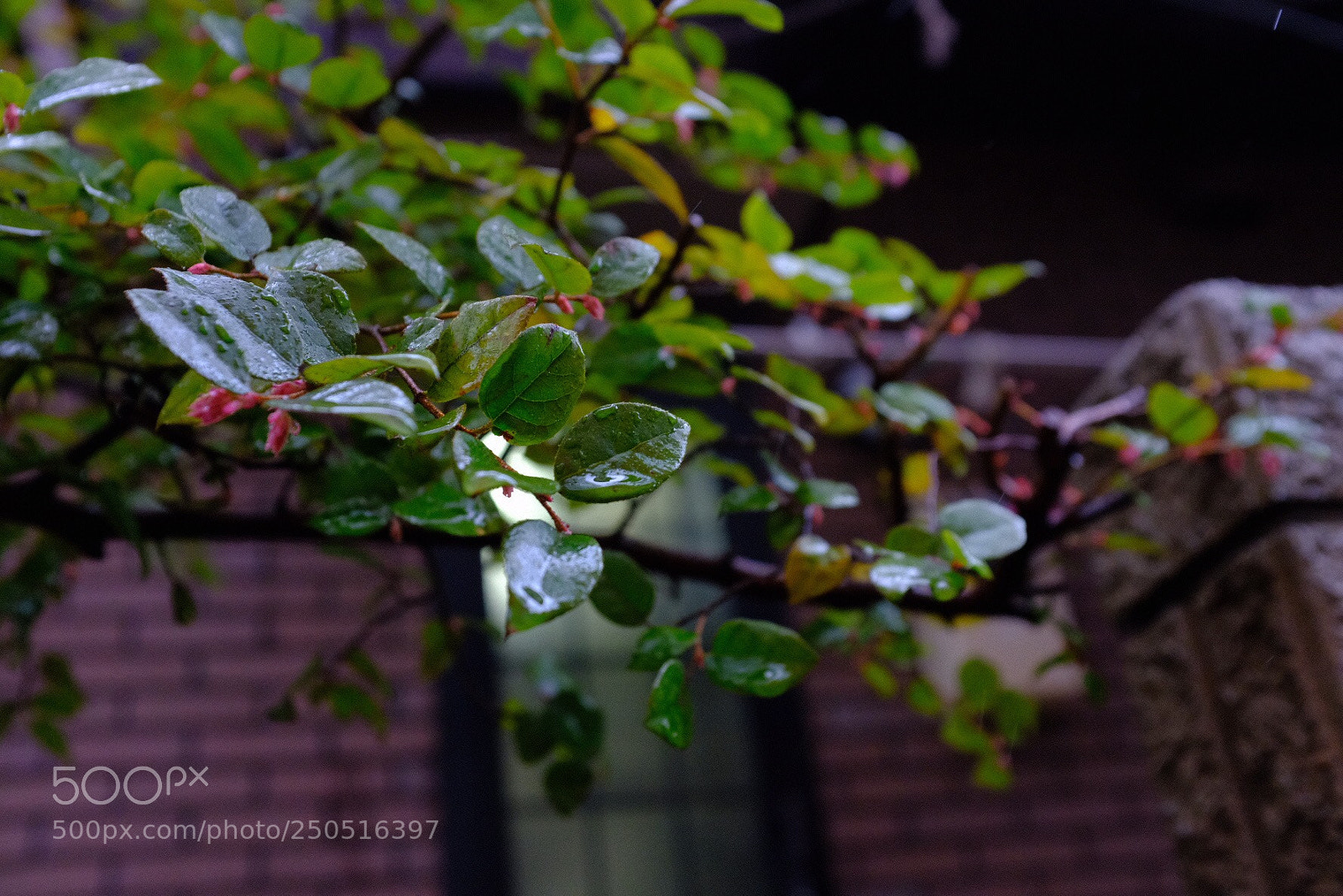 Fujifilm X100F sample photo. Rainy day photography