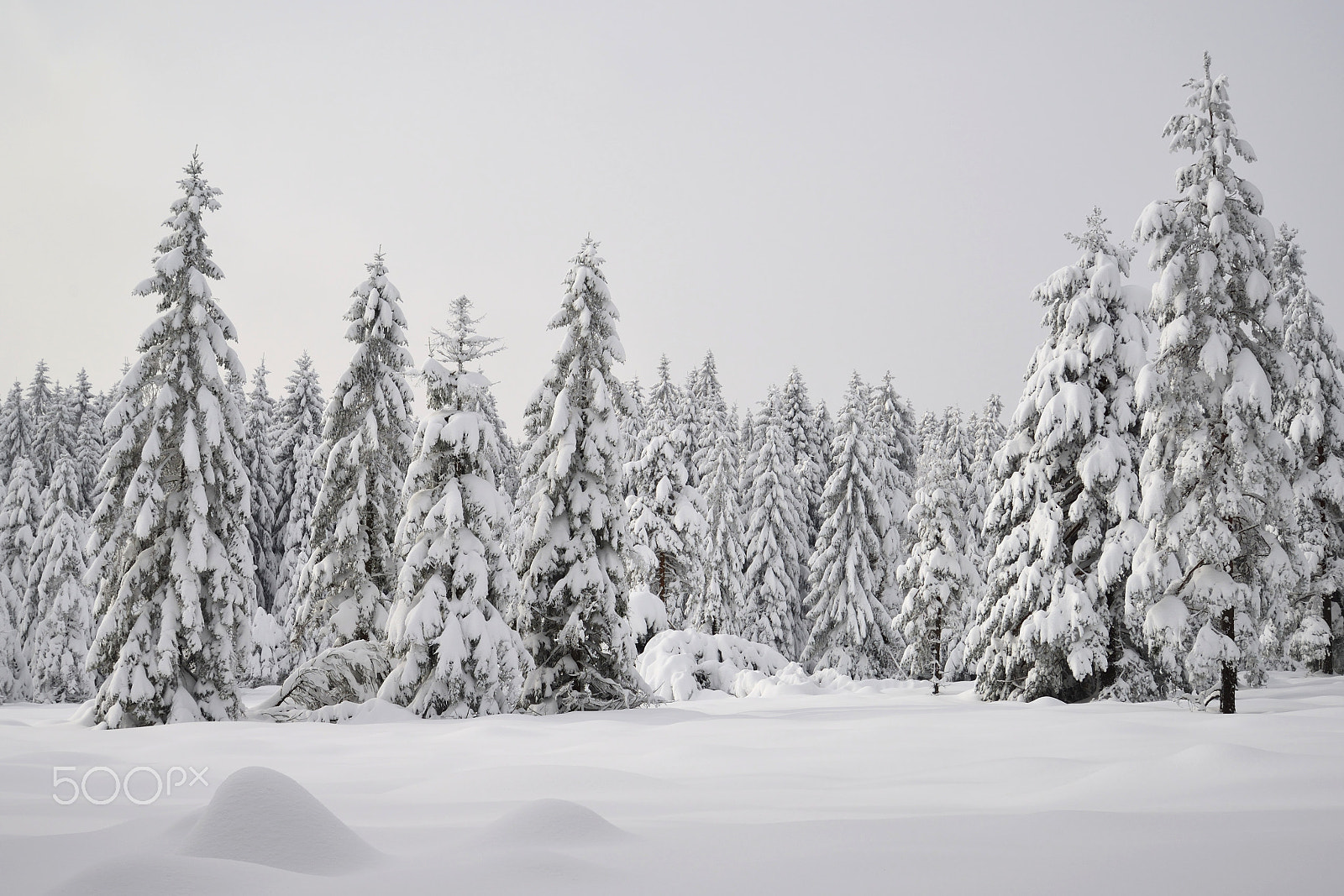Nikon D610 sample photo. Schneelandschaft photography
