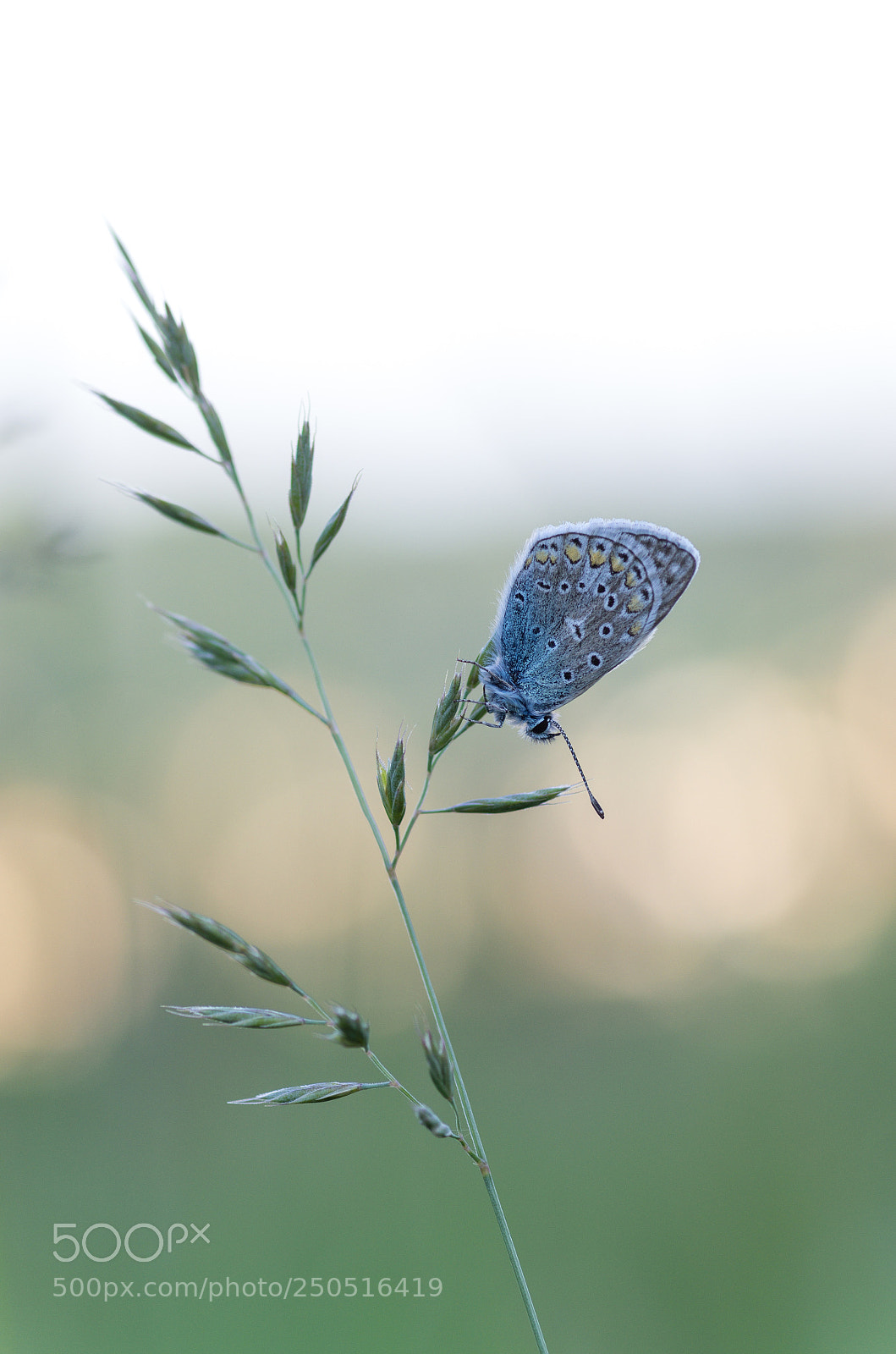 Pentax K-5 sample photo. Bläuling photography
