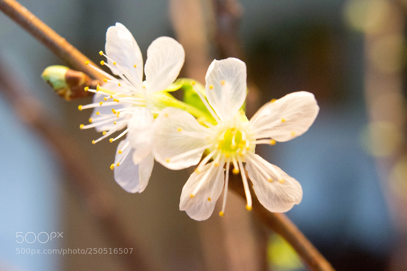 Nikon D3100 sample photo. Blossom photography