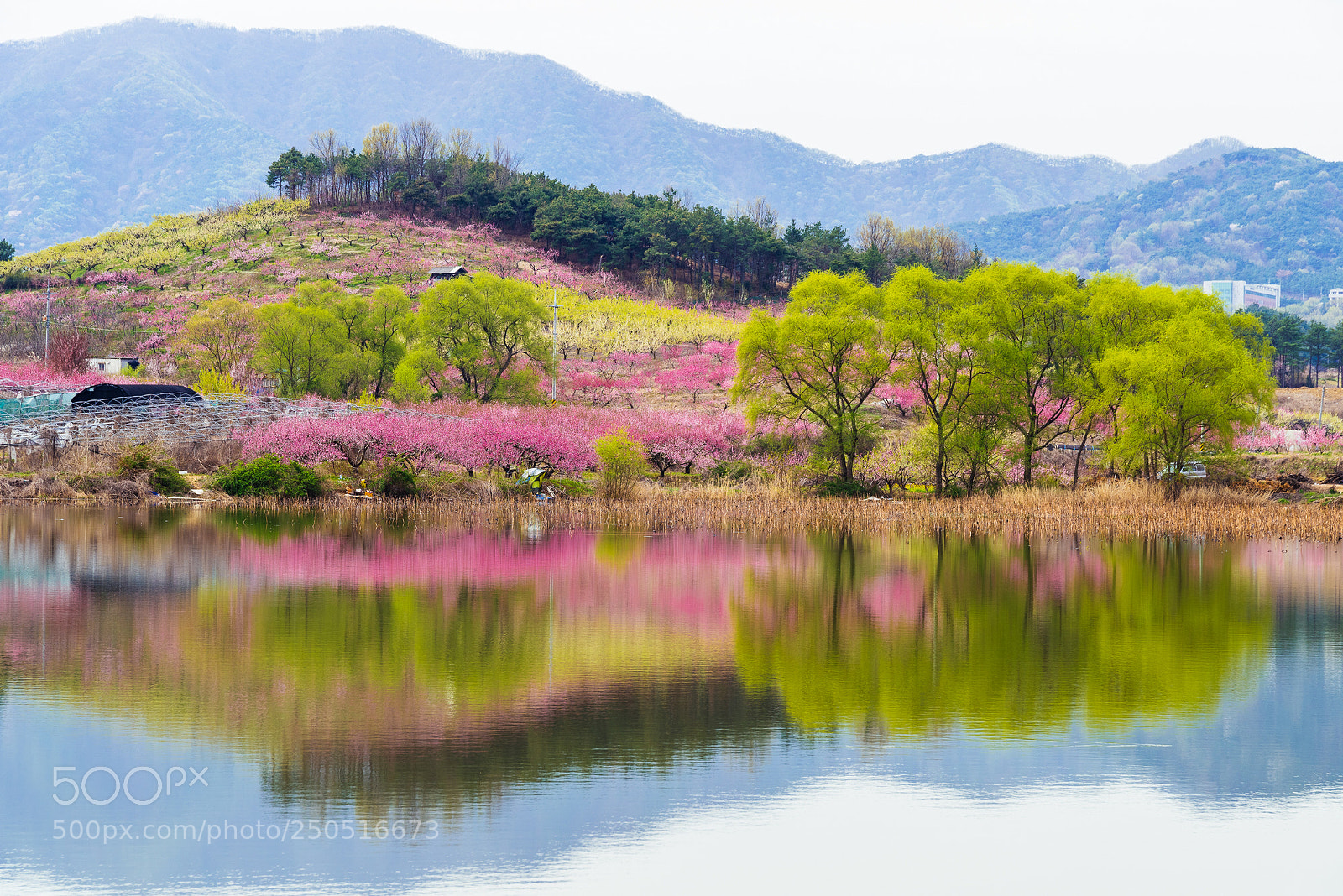 Nikon D810 sample photo. Spring photography