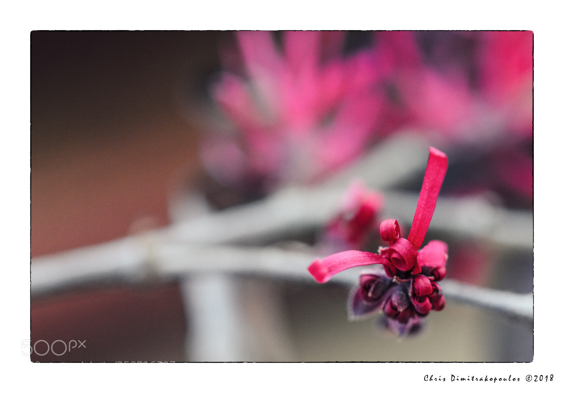 Nikon D7000 sample photo. A gift from nature photography