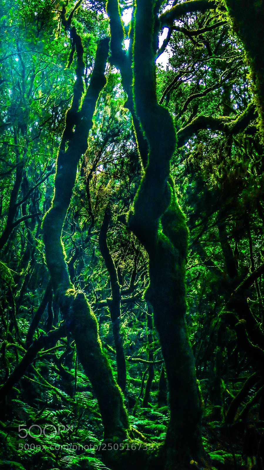 Canon PowerShot S100 sample photo. Cloud forest in gomera photography