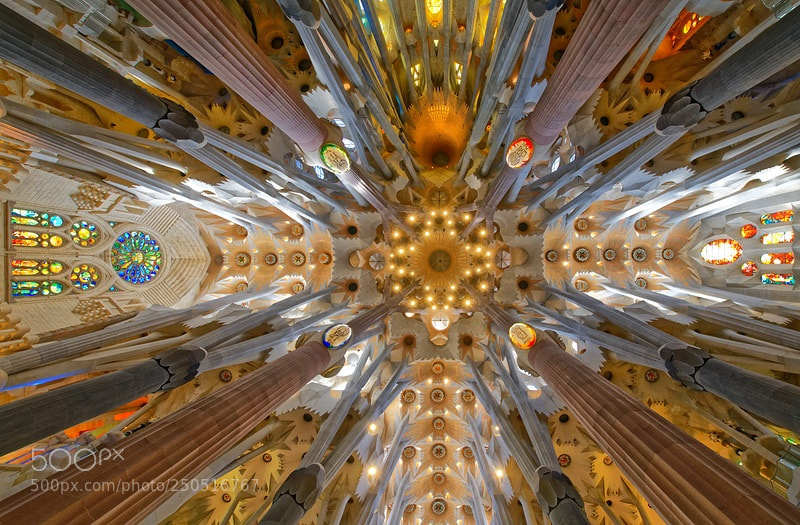 Nikon D850 sample photo. Fish eyes photography