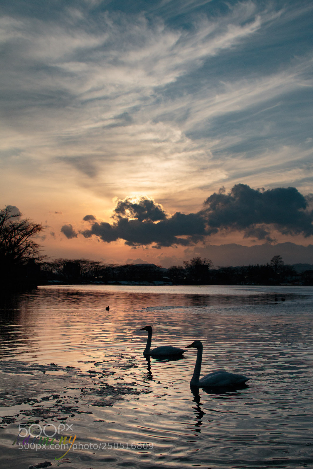 Canon EOS 70D sample photo. Swan in pond photography