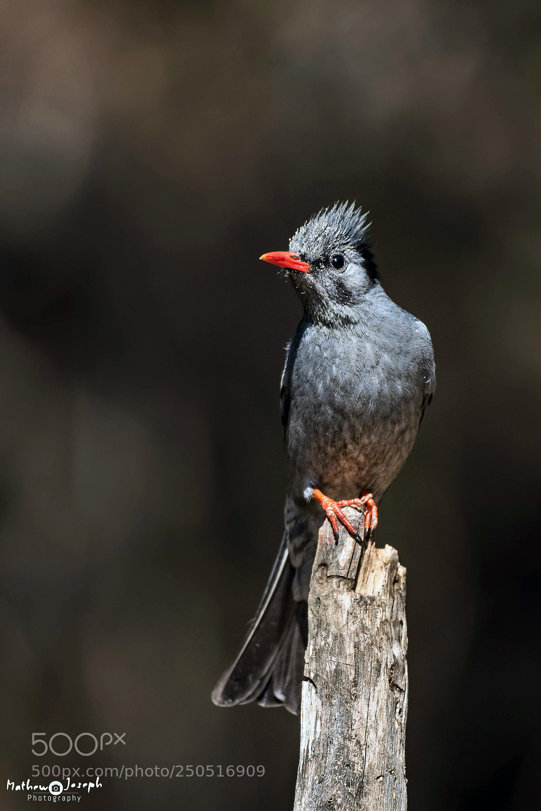 Nikon D810 sample photo. Black bulbul photography