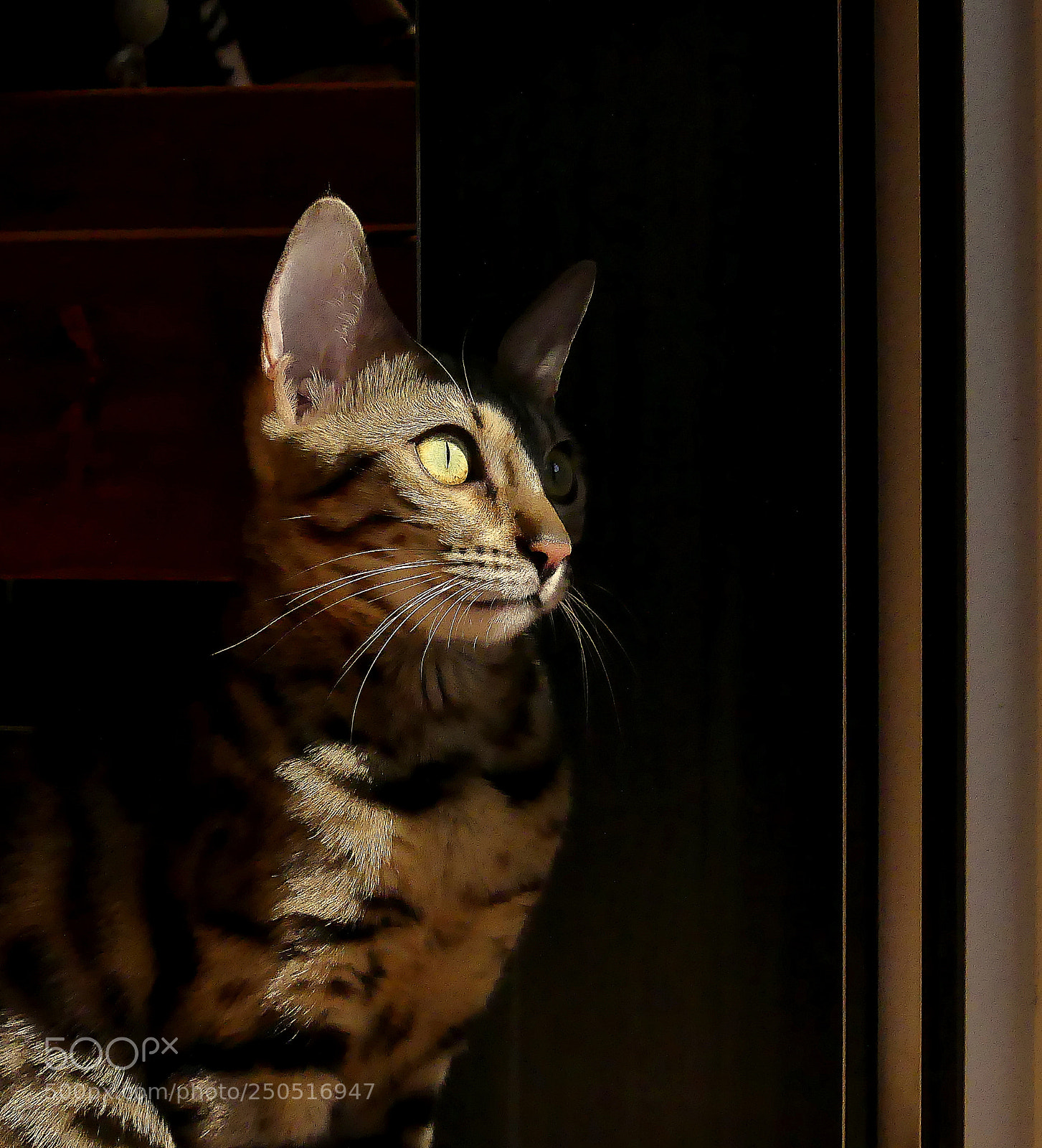 Panasonic Lumix DMC-FZ300 sample photo. Half... photography