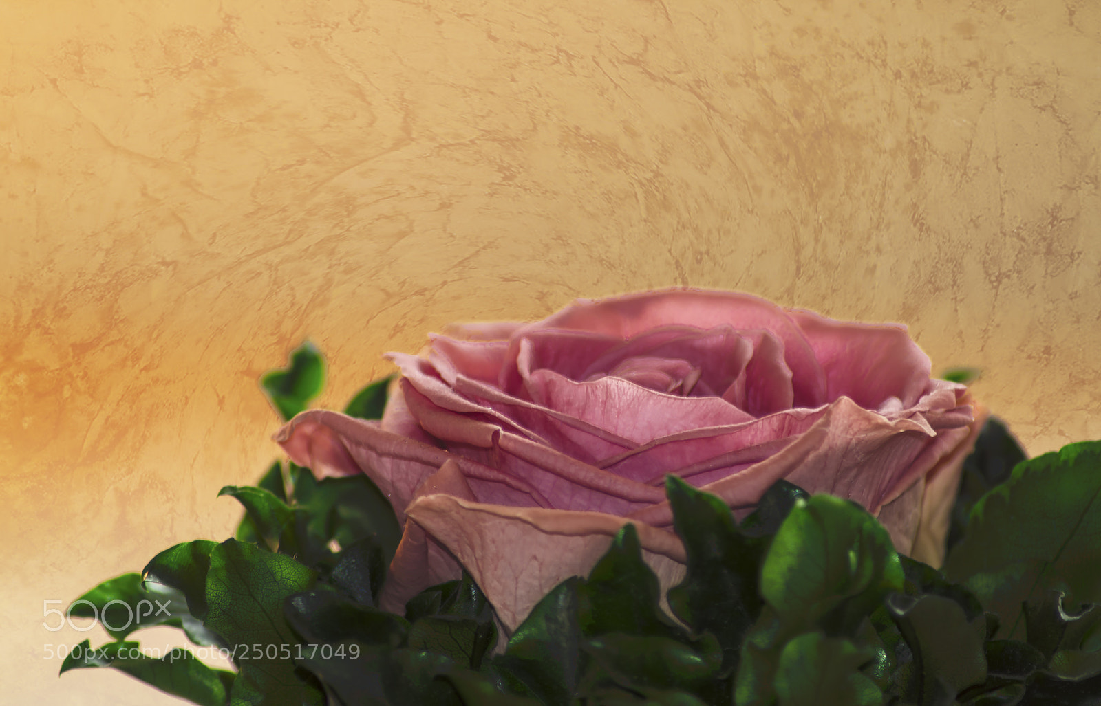 Nikon D300 sample photo. Rosea rosa sine aqua photography