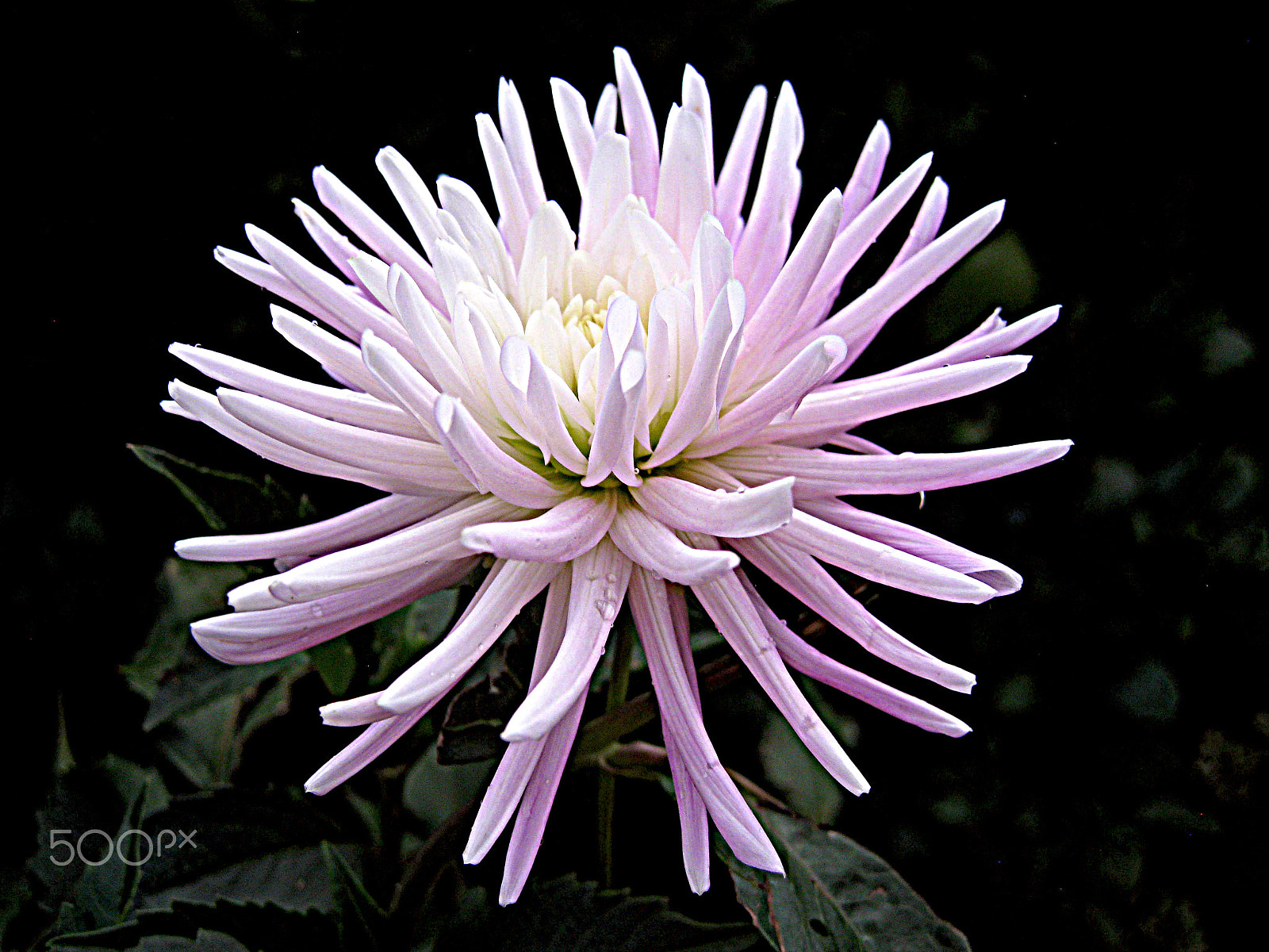 Canon DIGITAL IXUS 960 IS sample photo. French dahlia photography