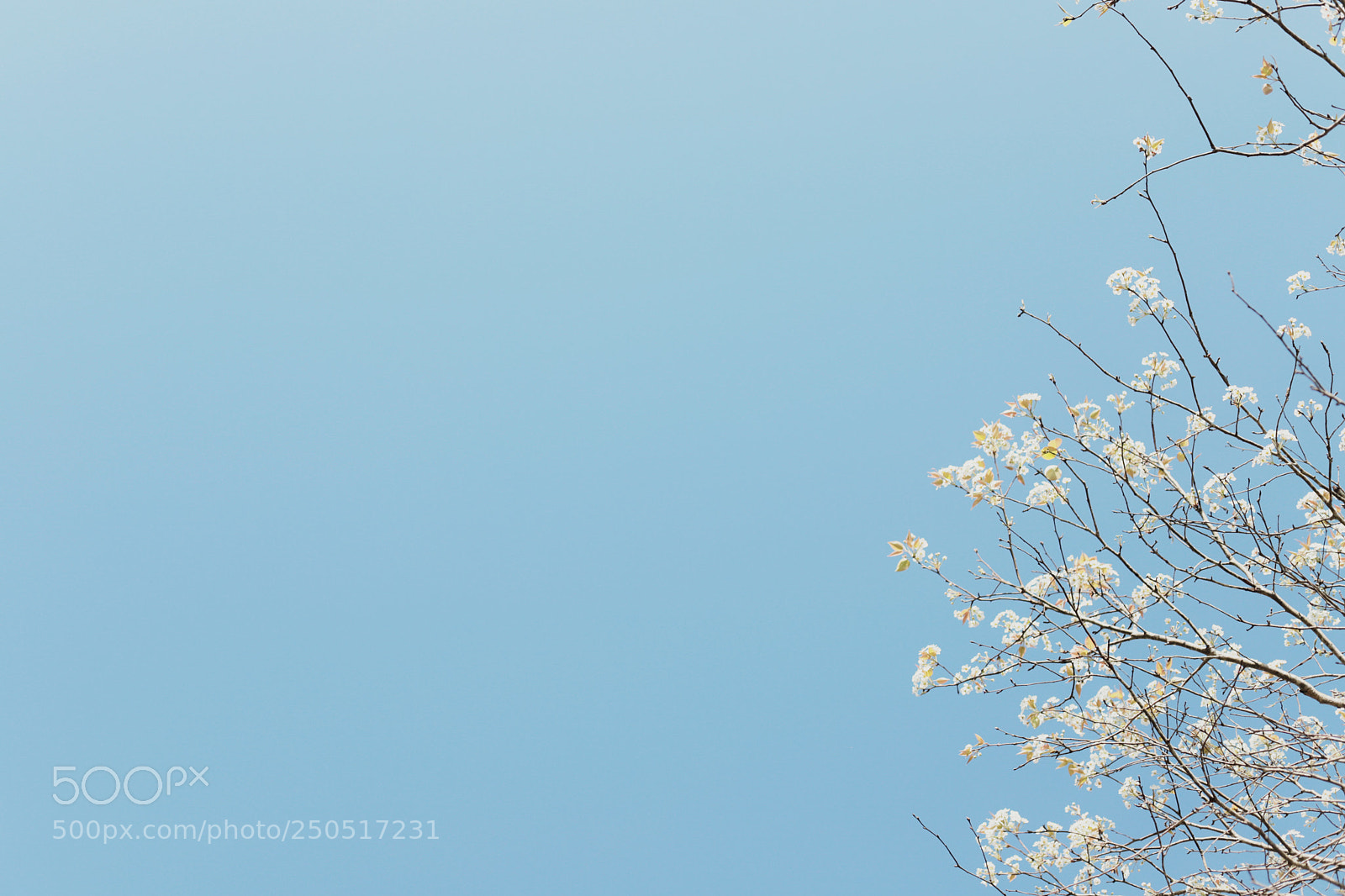Canon EOS 6D Mark II sample photo. Untitled photography