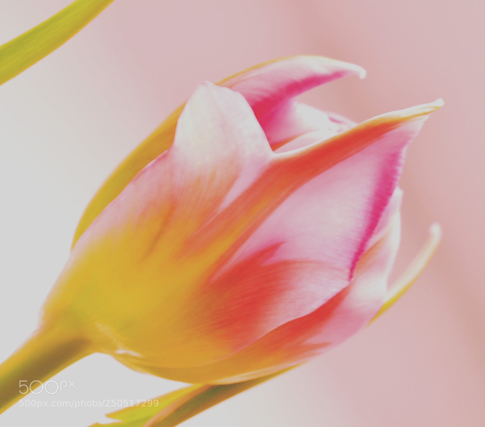Nikon D3100 sample photo. Macro photography