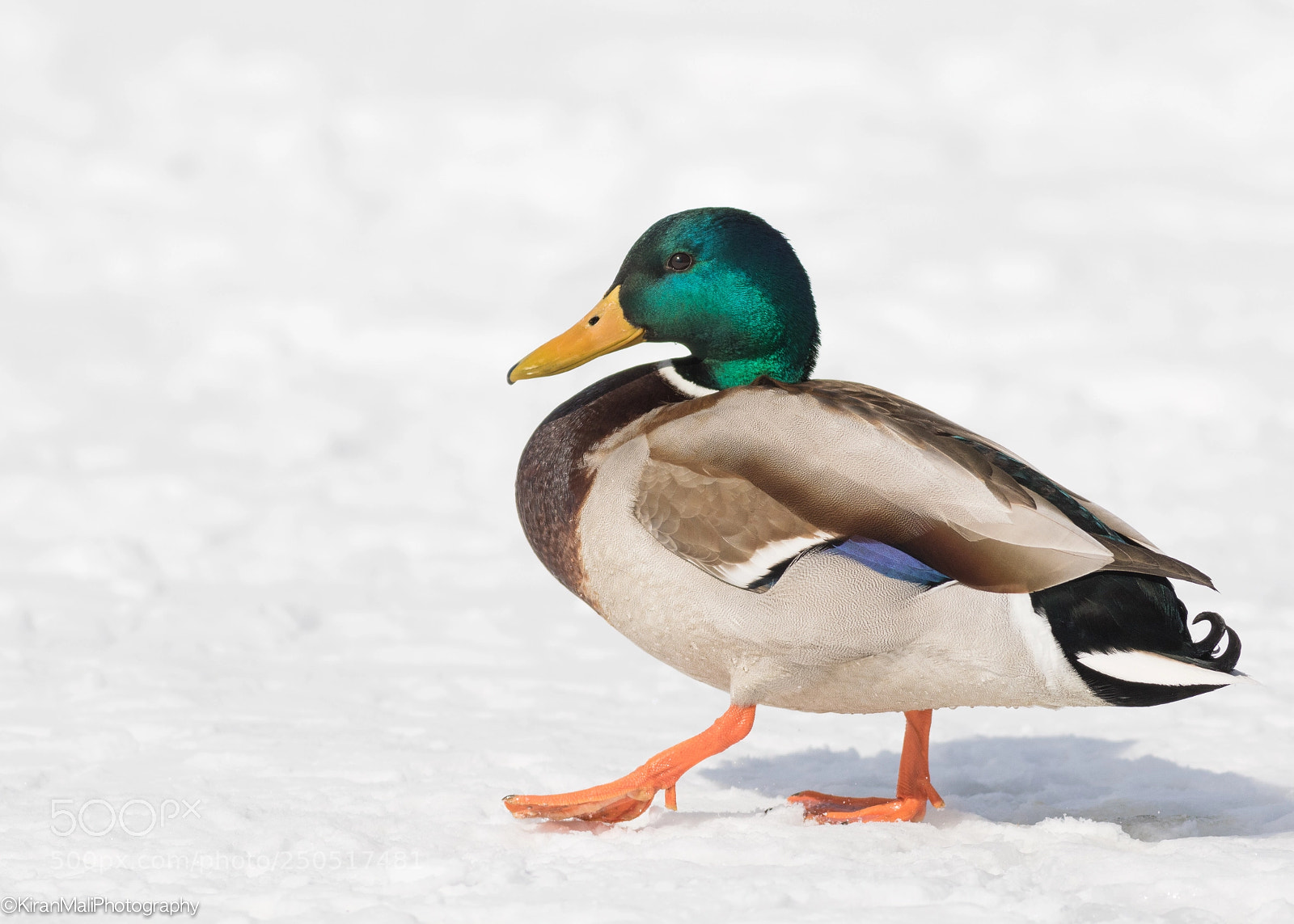 Canon EOS 7D Mark II sample photo. Mallard photography