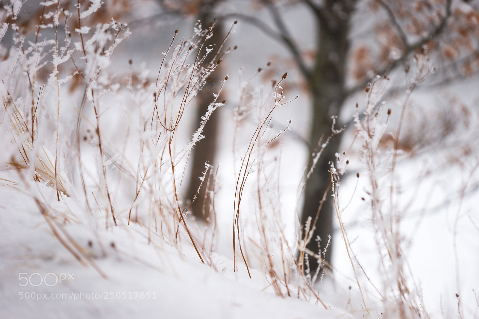 Sony SLT-A99V sample photo. Wind shaped photography